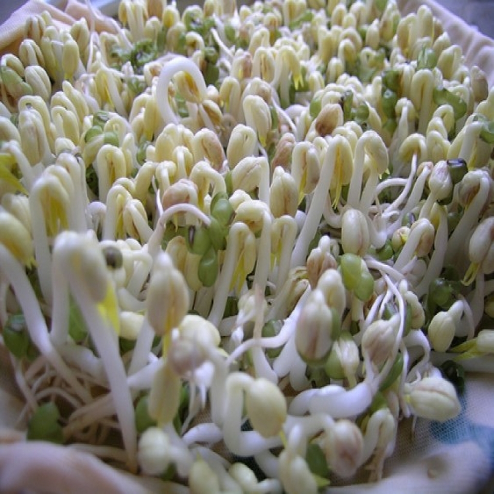 Sprouting beans